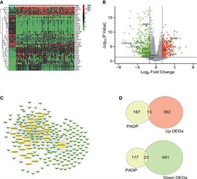 Mechanism of Phellodendron and Anemarrhena Drug Pair on the Treatment of Liver Cancer Based on Network Pharmacology and Bioinformatics